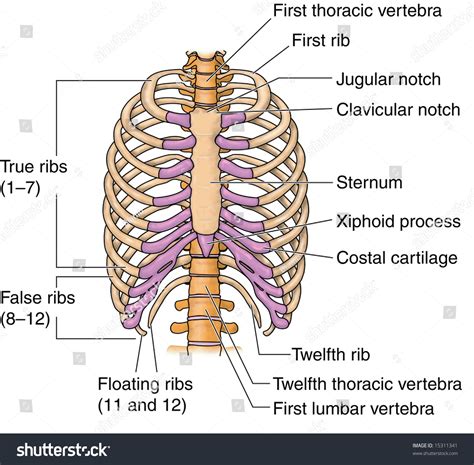 how many ribs are in the human body|The Ribs: Location, Anatomy, Functions, & Labeled Diagram.